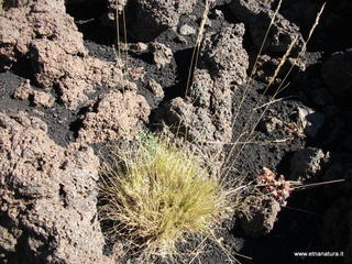nte Pizzillo-21-10-2012 11-17-25